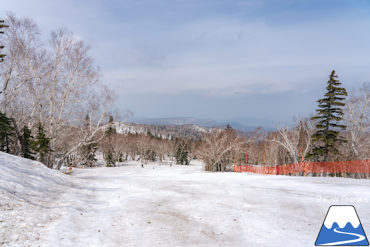 札幌国際スキー場｜2023・ゴールデンウィークがスタート！心配された雪ですが…。大丈夫、ちゃんと残ってくれました(^_-)-☆